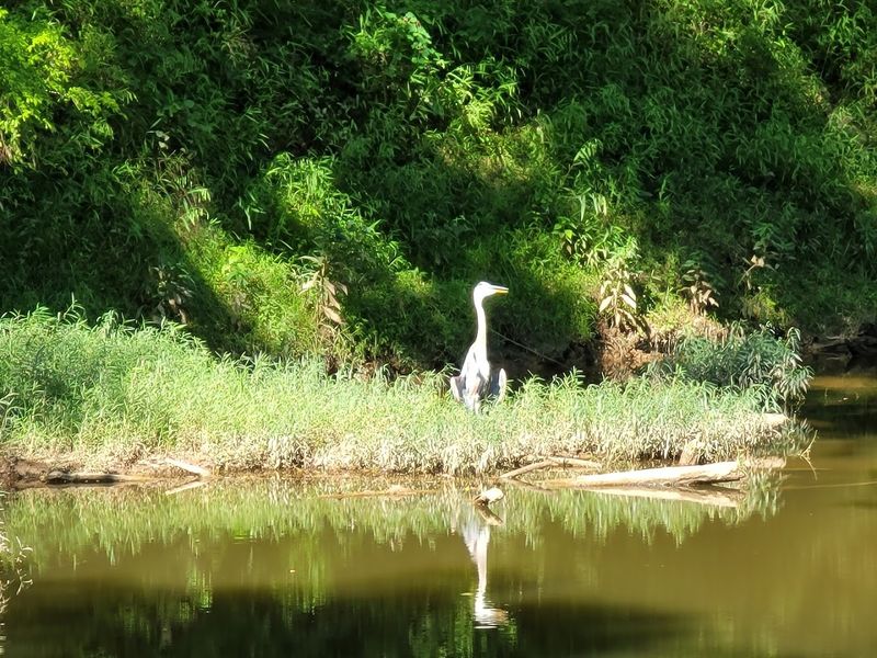 Wildlife, Forests, and Changing Scenery