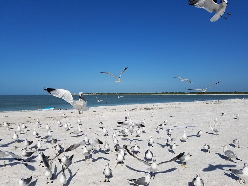 Caladesi Island State Park - Dunedin