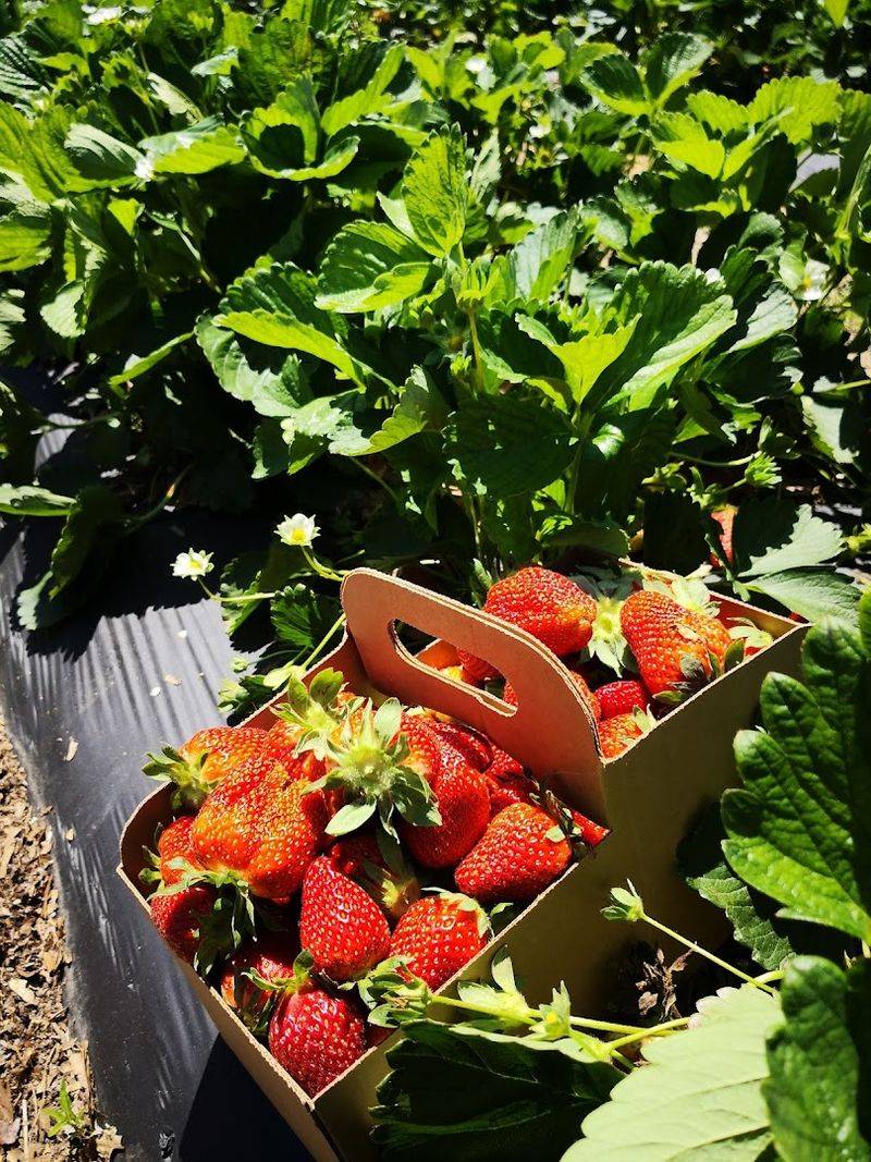 Wise Acres Organic Farm (Indian Trail)