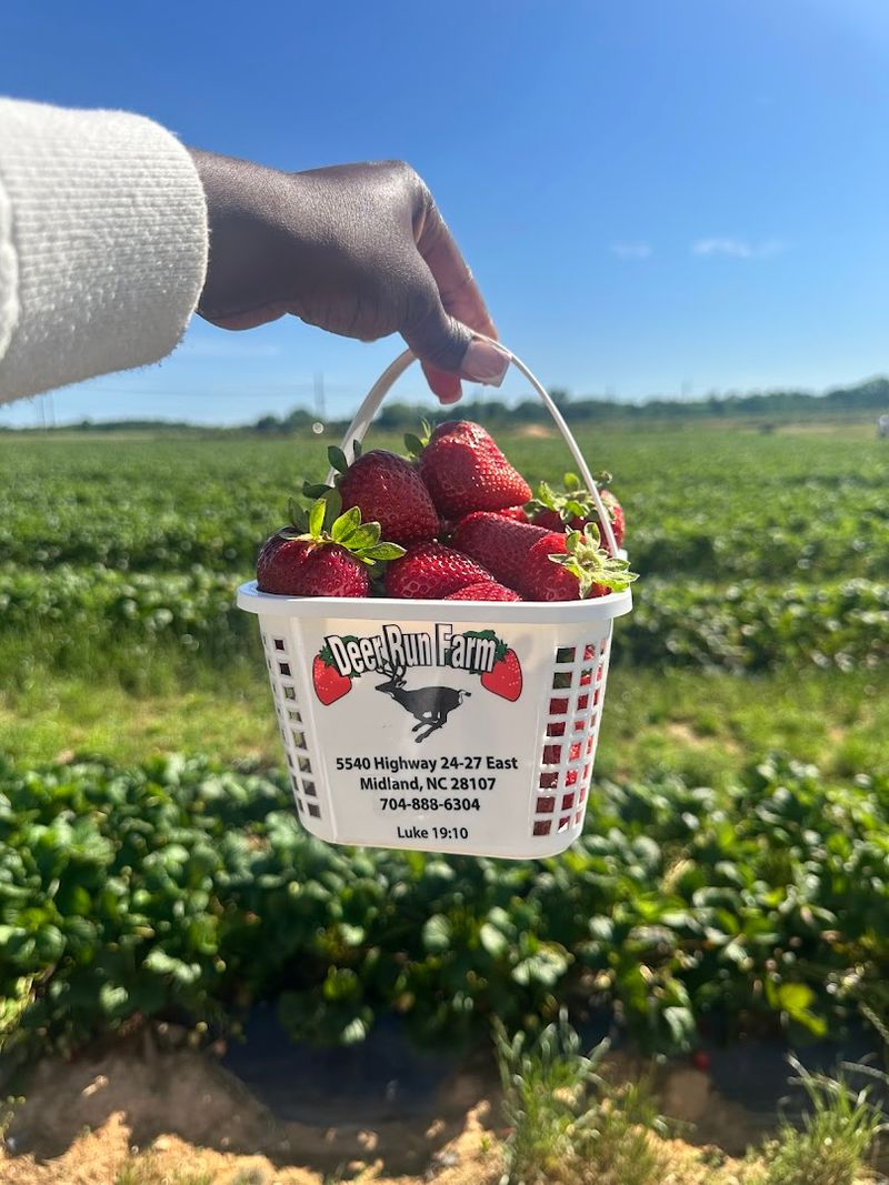 Deer Run Farm (Midland)