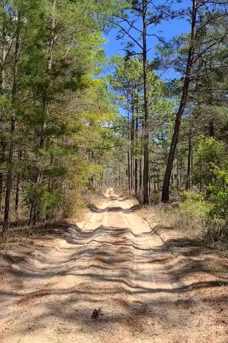 Withlacoochee State Forest - Remote Trail Sections
