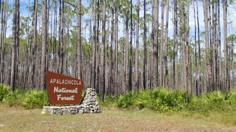 Apalachicola National Forest Trail System