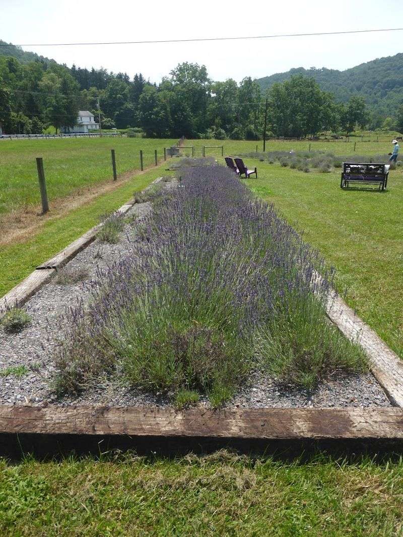 Willow Springs Lavender