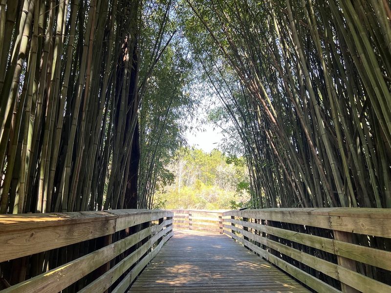The Enchanting Bamboo Tunnel and Boardwalk