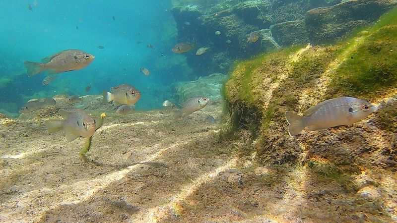 What Cave Diving Here Actually Demands