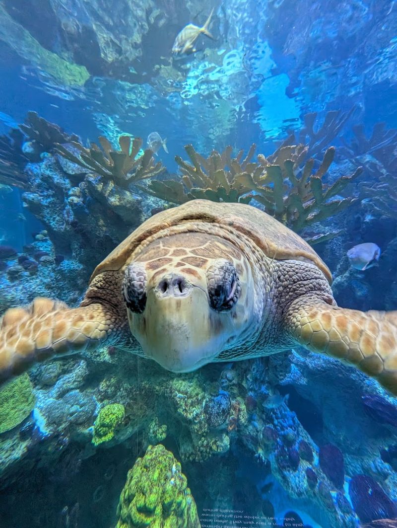Meet Myrtle the Famous Sea Turtle