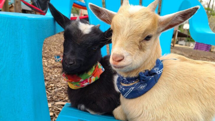 Petting Farms in North Carolina Where You Can Bottle-Feed Baby Goats, Hold Bunnies, and Nobody Tells You It&rsquo;s Time to Go