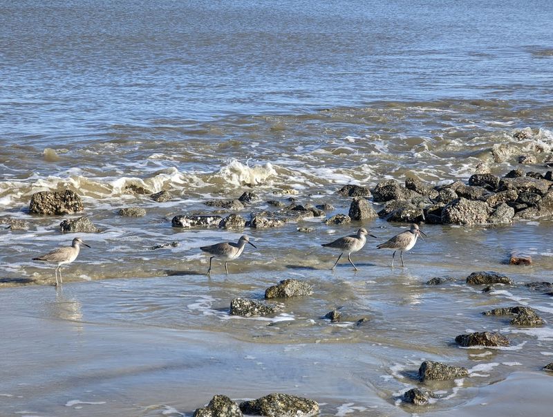 Wildlife and Marine Life Surprises