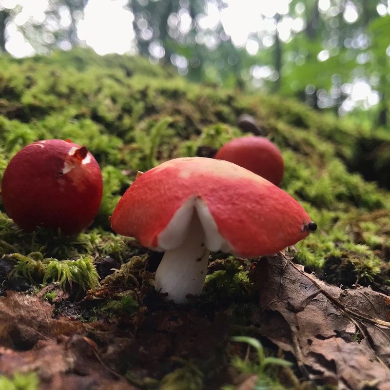 Etiquette: Protecting a Rare Habitat