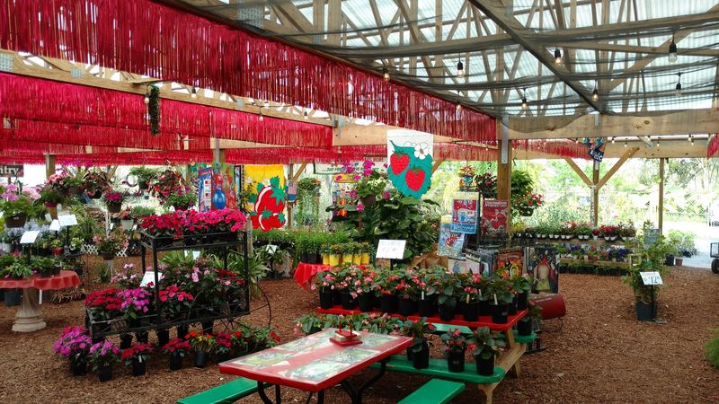 Plant Nursery With Affordable Treasures