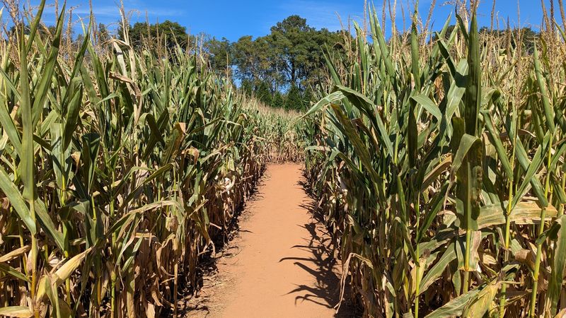 Other Crops and U-Pick Seasons Beyond Strawberries