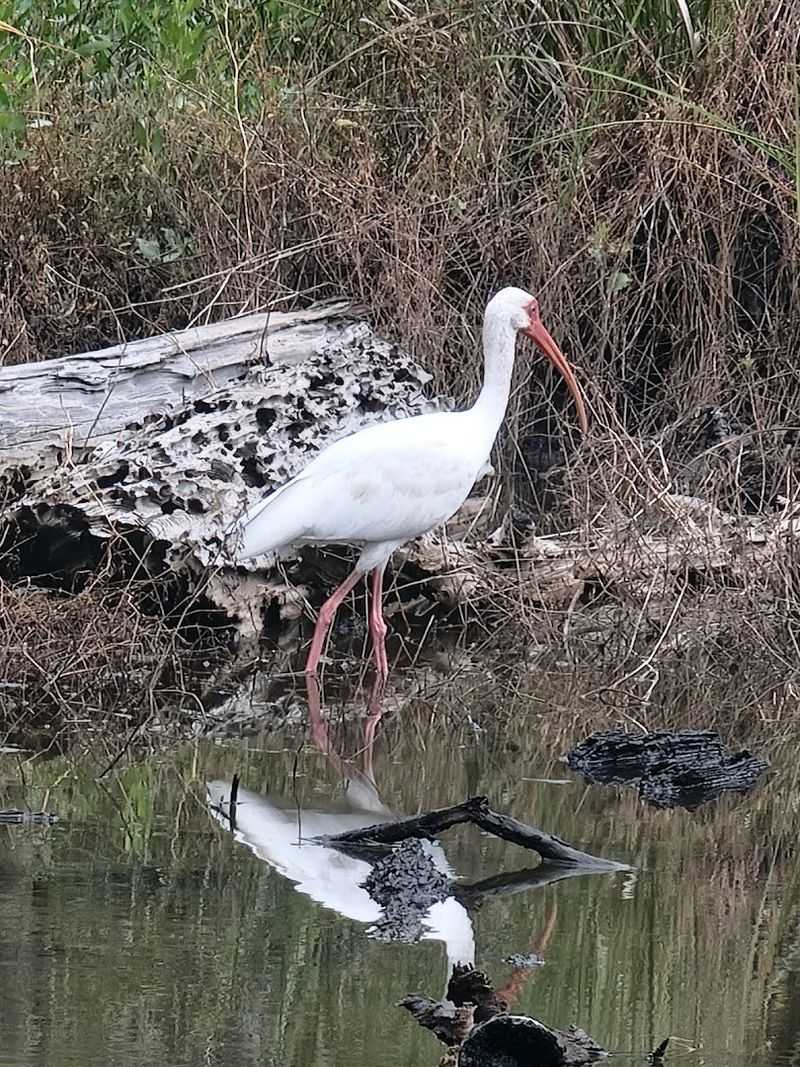 Wildlife Watching and Bird Spotting Opportunities