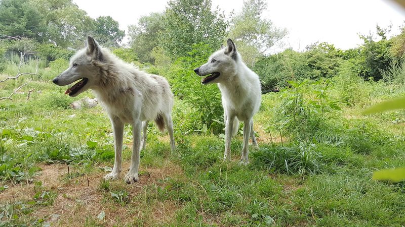 Best Time Of Day To See The Pack