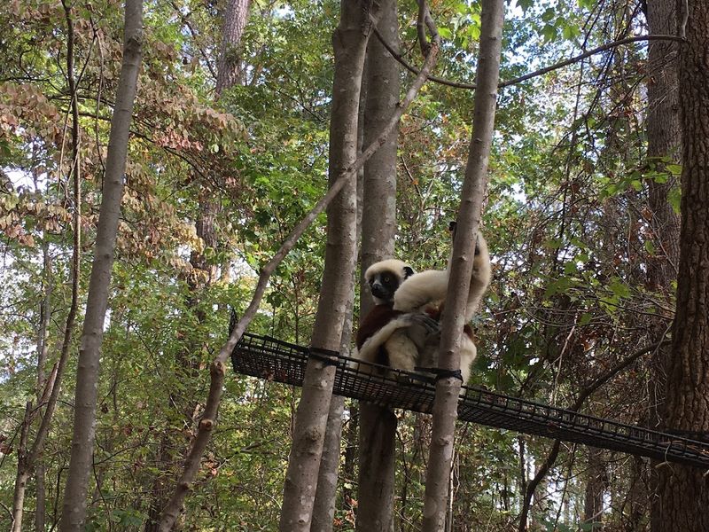 Lemur Free-Range Time in the Forest Enclosures