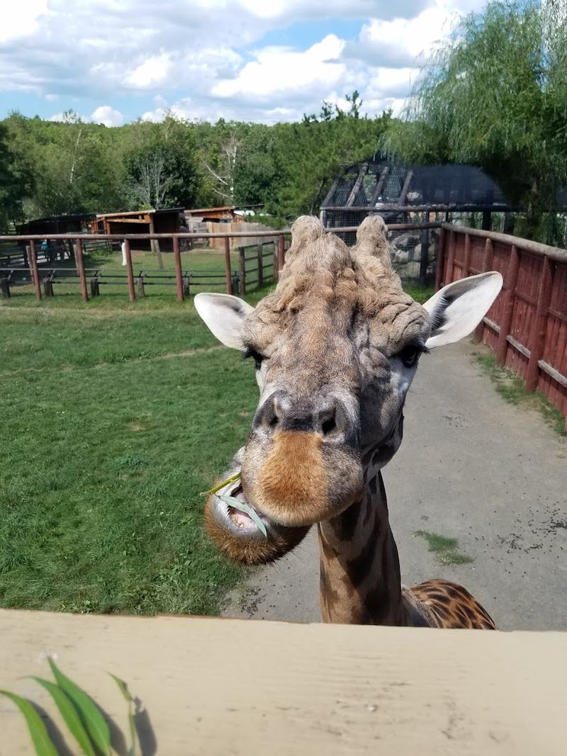 Animal Variety in a Small-Zoo Setting