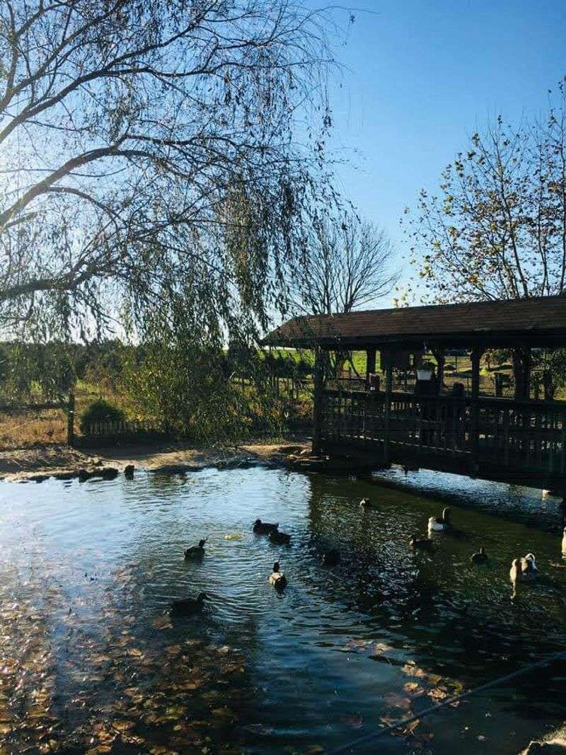 Train Rides, Pony Rides, Fishing, And More