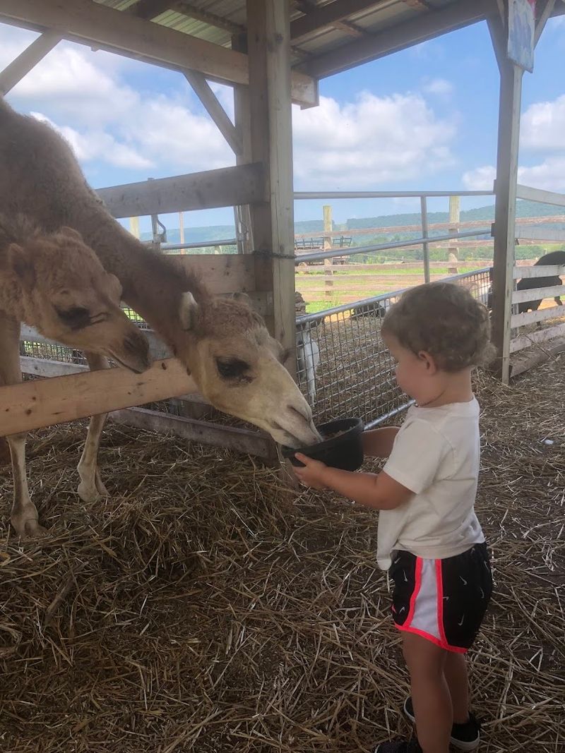 Green Horse Farm Animal Park & Petting Zoo