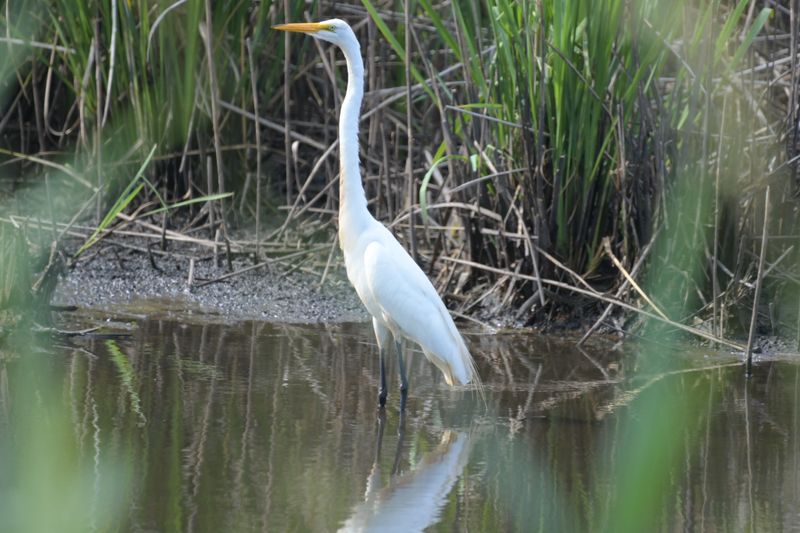 Mattamuskeet National Wildlife Refuge &mdash; Swan Quarter