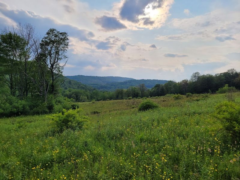 Salt Springs State Park (Susquehanna County)