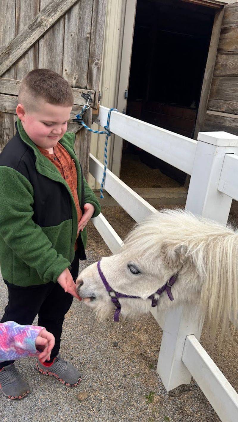 Hands-On Horse Workshops