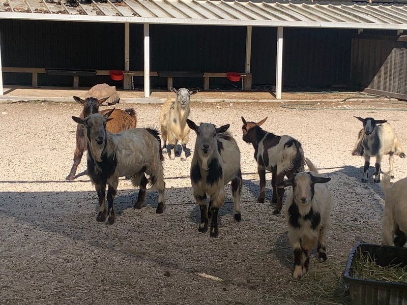 Petting Zoo: Goats, Cows, Donkeys