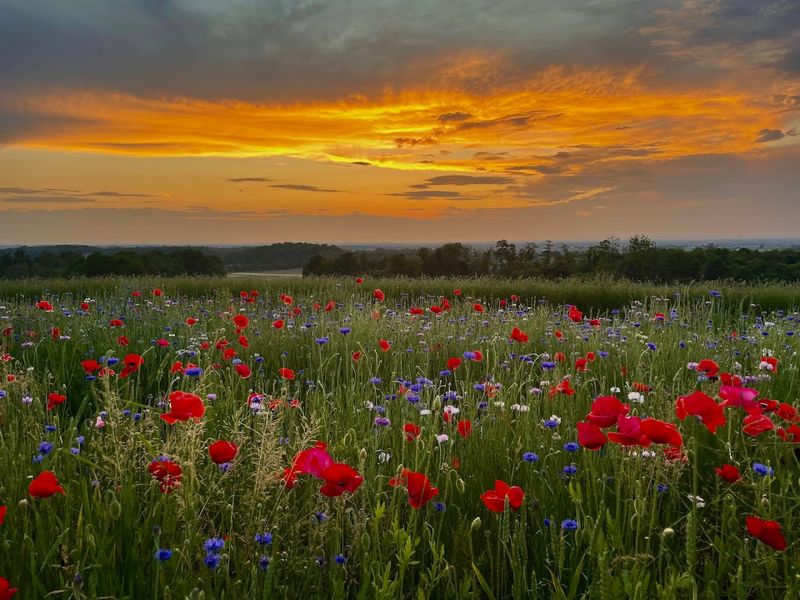 The Living Painting Moment at Golden Hour