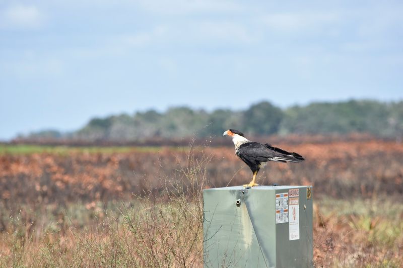 Birdwatching That Draws Enthusiasts From Across the State