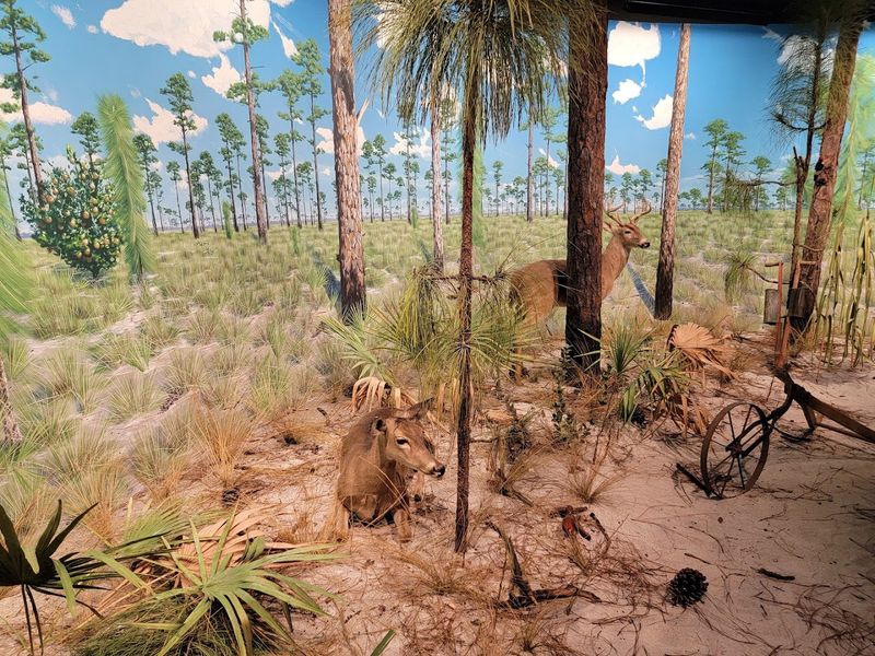 Florida's Natural Habitats and Wildlife Dioramas