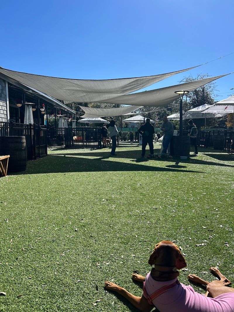 Designed as a Social Hub for Dog Lovers