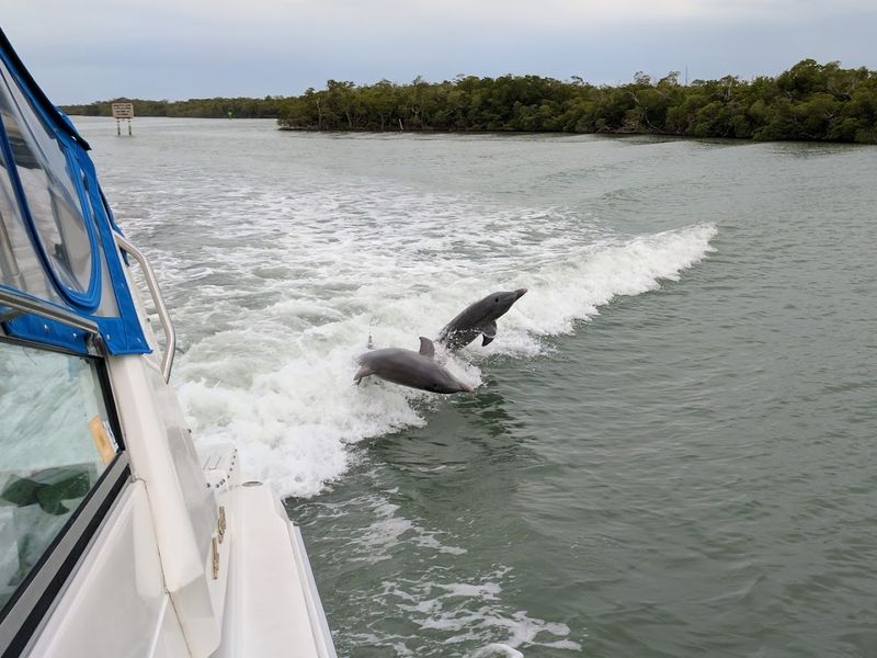 Frequent Dolphin Sightings