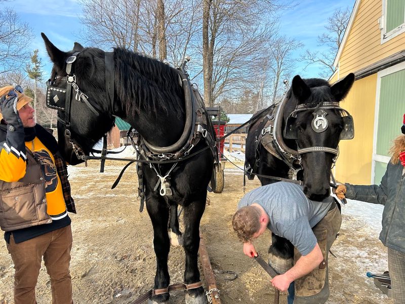 Hands-On Horse Grooming Experiences