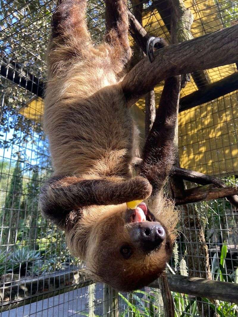 Hand-Feeding Sloths