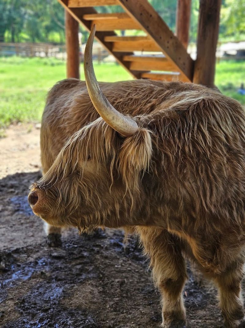 Highland Cows Named Orville and Wilbur