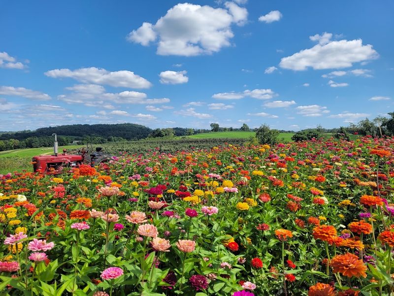 Fresh Flower Picking