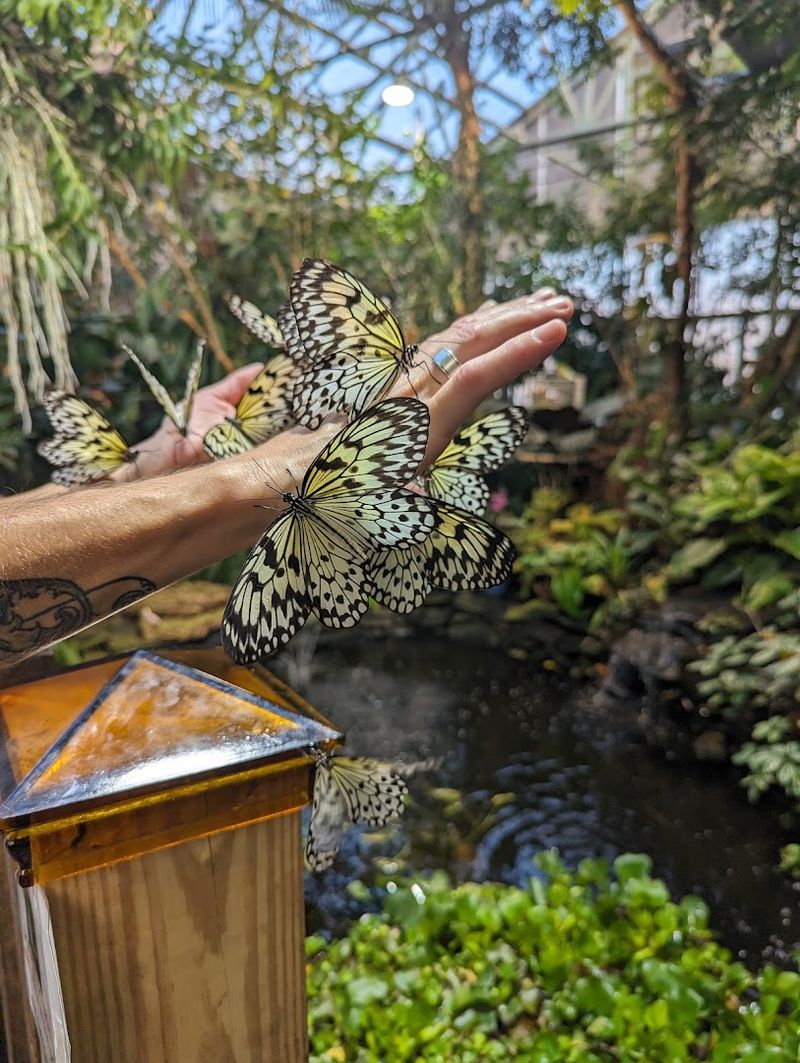 Magic Wings Butterfly Conservatory