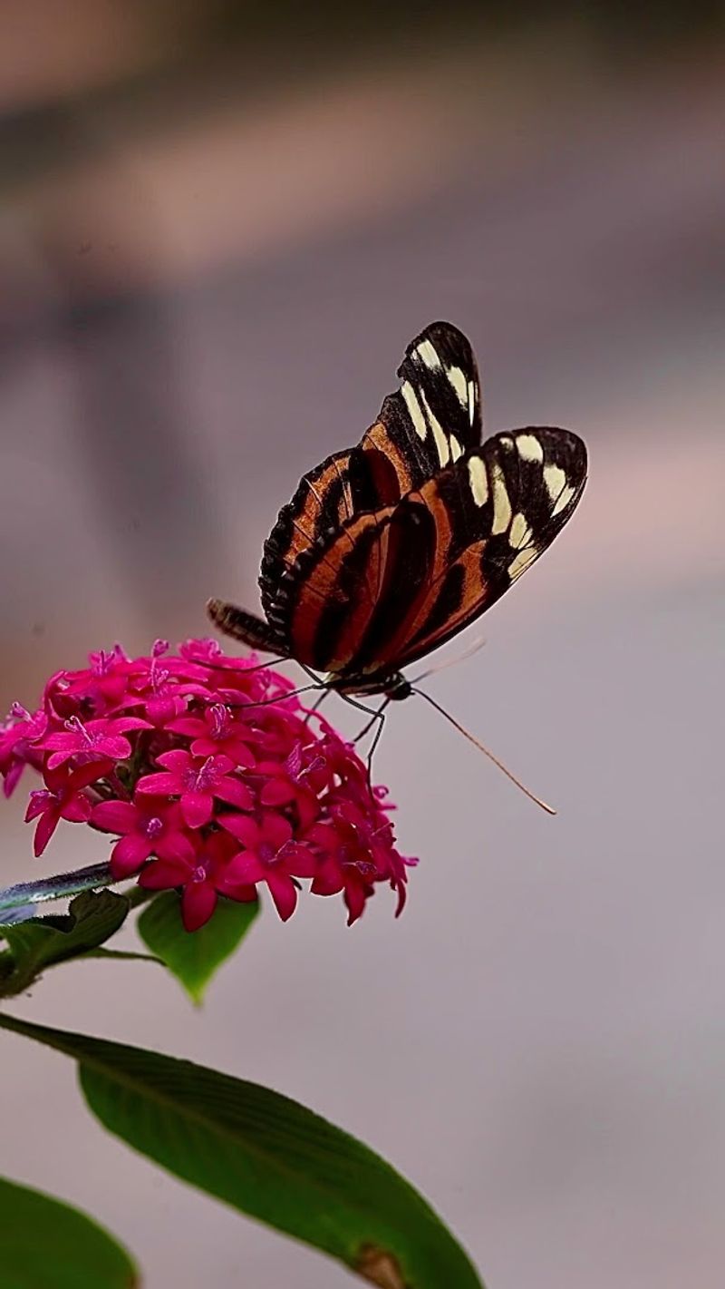 Magic Wings Butterfly Conservatory (South Deerfield)