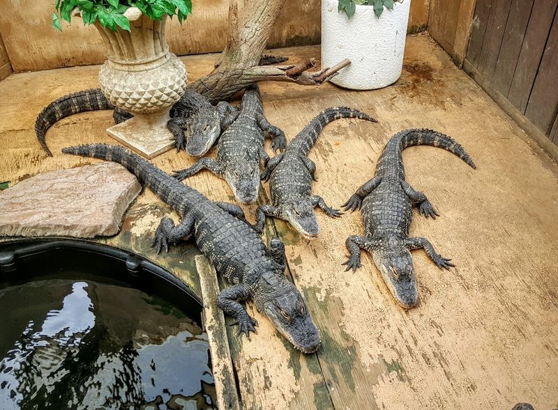 Pocono Snake & Animal Farm