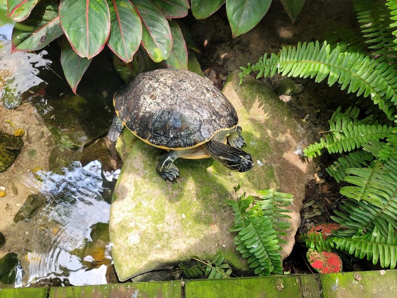 Birds, Turtles, and Harmony