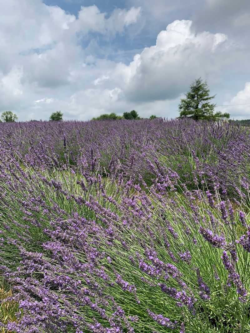 Windy Hill Lavender