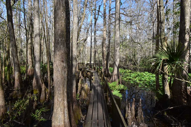 Highlands Hammock State Park