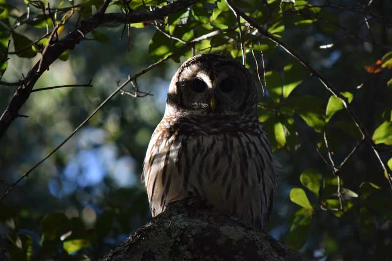 Birding in a World-Class Habitat
