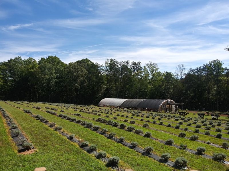 Frogholler Lavender Farm