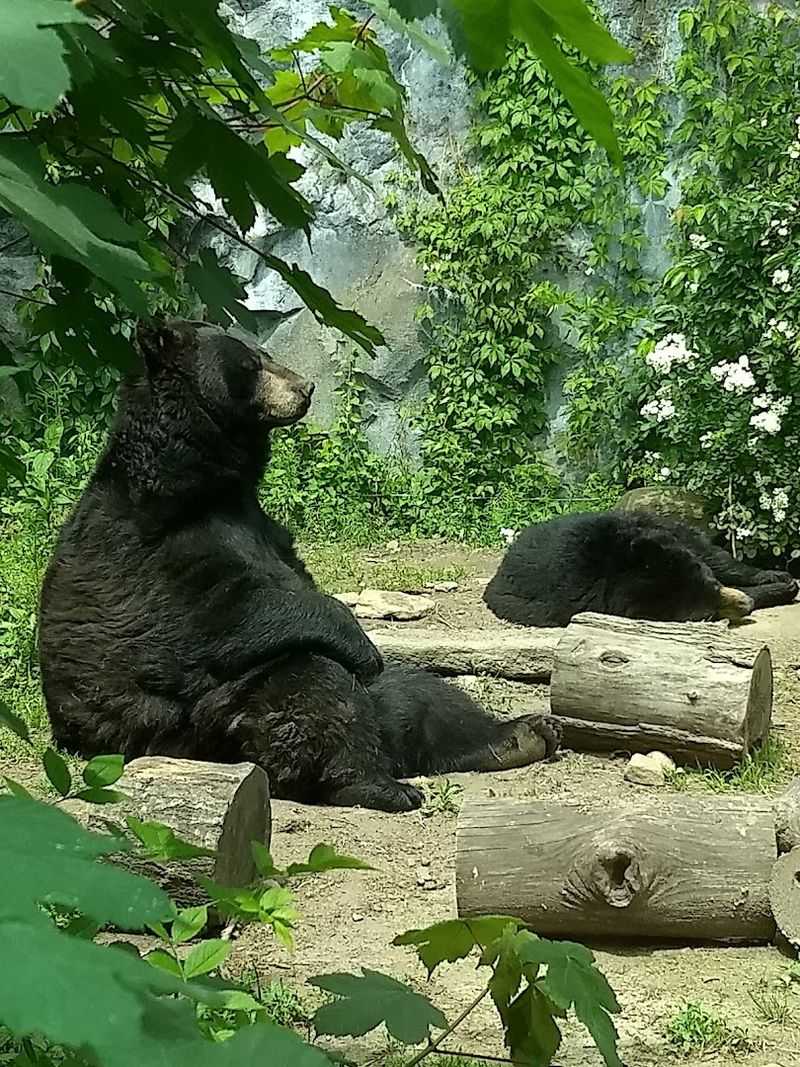 New England Wildlife Exhibits: Black Bears, Otters, and Lynxes