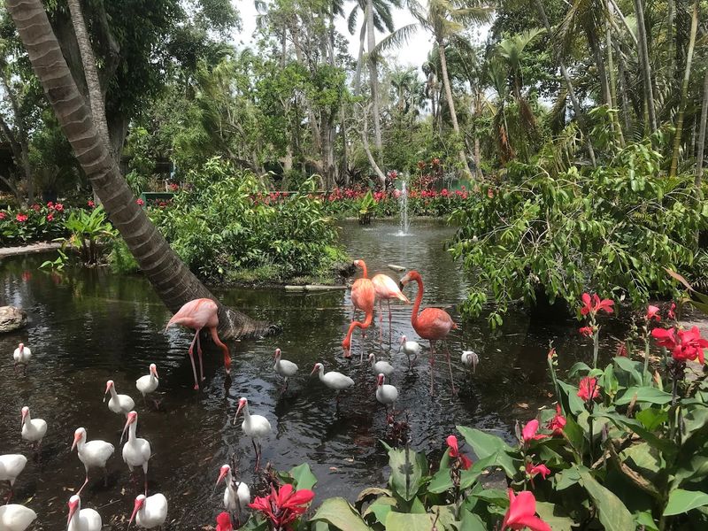 Famous Flamingo Flock - The Photogenic Pink Stars