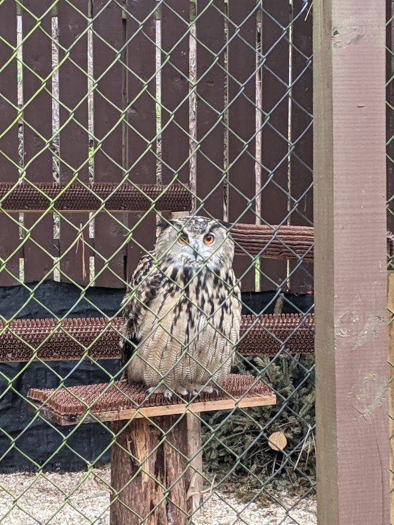 Owl Encounters Along the Trail
