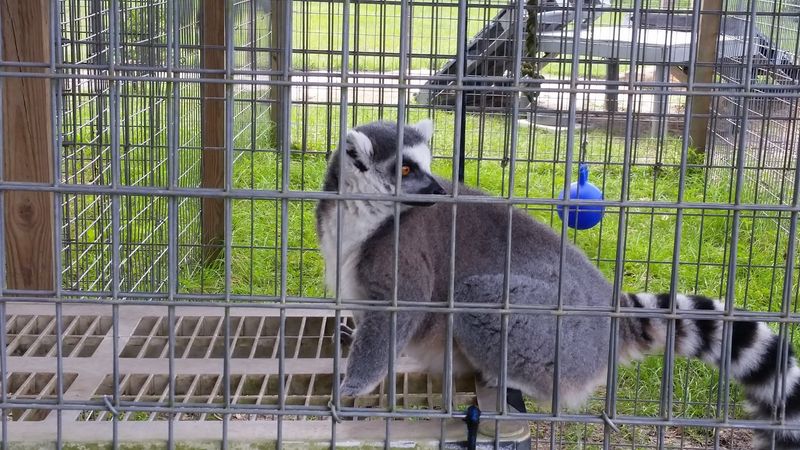 Ring-Tailed Lemurs and the Lemur Encounter Experience