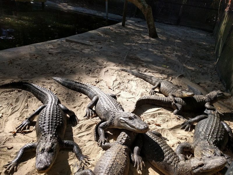 Reptile Rehabilitation Center - Alligators, Tortoises, and More