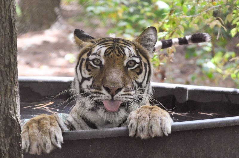 What Carolina Tiger Rescue Actually Is, And What It Refuses To Be