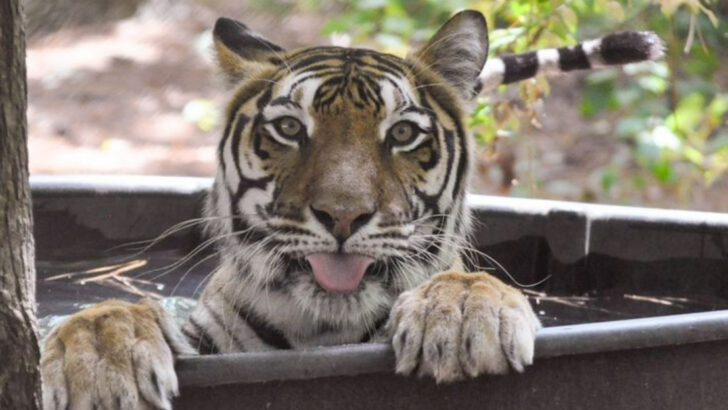 Rescued Tigers And Big Cats Make This North Carolina Sanctuary Worth The Trip