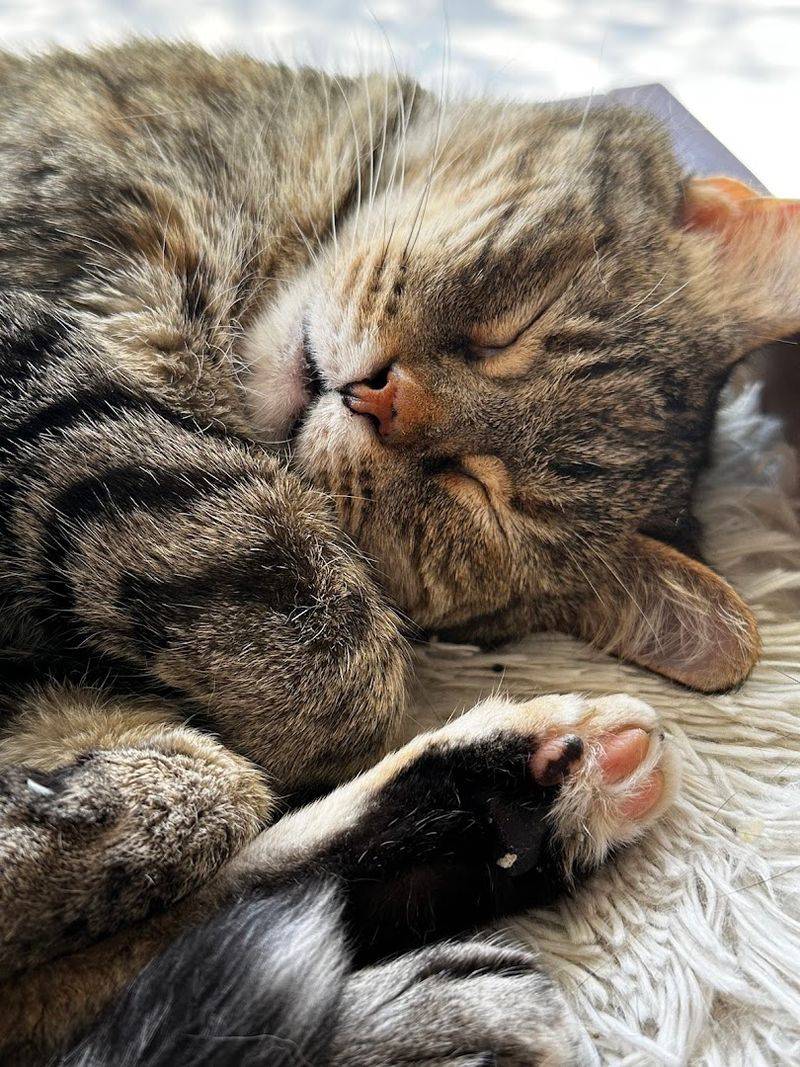 A Calm, Low-Stress Environment for Cats